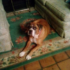 Meet your Posher, Donna